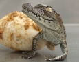 1920x1200 Baby Alligator HD Animal Wallpaper