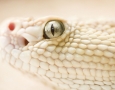 1200x675 White Snake HD Animal Wallpaper