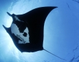 1920x1080 Manta Ray HD Animal Wallpaper