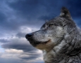 1600x1200 Wolf HD Animal Wallpaper