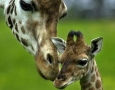 1920x1080 Giraffe HD Animal Wallpaper
