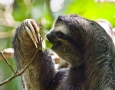 2000x1334 Sloth HD Animal Wallpaper