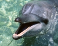 1920x1080 Dolphin HD Animal Wallpaper