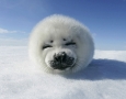1920x1080 Canadian Seal HD Animal Wallpaper