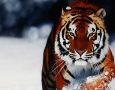 1920x1200 Tiger HD Animal Wallpaper