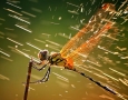 1920x1080 Dragonfly HD Animal Wallpaper