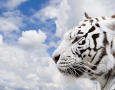 1600x1000 White Tiger HD Animal Wallpaper