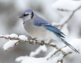1920x1080 Blue Jay Bird HD Animal Wallpaper