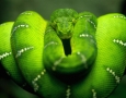 1600x1000 Green Snake HD Animal Wallpaper