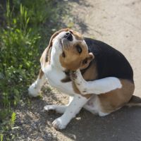 What's In Your Dogs' Ears: Yeast Infection