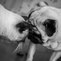 Do Siamese Cats Get Along with Dogs? Unraveling the Myth