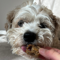 Spoil Your Pooch with these Doggie Desserts