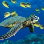 The Sea Turtles