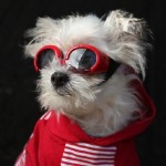 Dogs In New York Preparing For Halloween