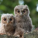 Animal Jigsaw Puzzles: Cute Baby Owls
