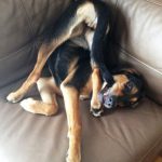 10 Bizarre Dog Habits