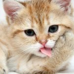Most Beautiful Cat Pictures On StumbleUpon