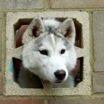 15 Dogs Who Need Some Help