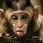 Funny Monkey Pictures