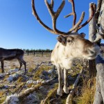 Search For Santa Claus With Reindeer & Siberian Huskies