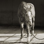 Touching Portraits Of Older Animals