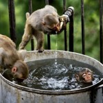 18 Top Animal Photos Of 2012