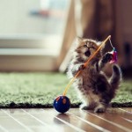What a Funny Little Kitten!