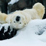 Life at the Zoo