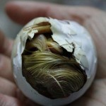 Birth Of A Little Duckling