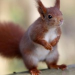 This Cute Squirrel Is A Thief