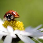 Jigsaw Puzzle: Lady Bug on Flower