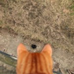 21 Funny Cat Pictures That Were Perfectly Timed