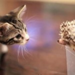 A Kitten Meets A Hedgehog