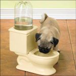 Dog Drinking In The Toilet? No Problem!