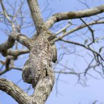 Can You See Me?