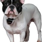 Wanna Spy On Your Pets?