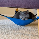 Kitty Hammock!
