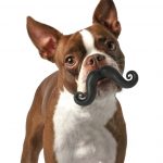 Mustache Ball Dog Toy, Awesome!