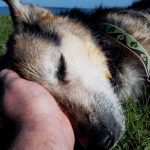 Schoep The 20 Years Old German Shepherd Has Passed Away