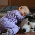 Conversation Between A Siberian Husky & A Baby