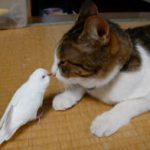 A Bird & A Cat Best Friends?