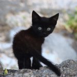 The Bravest Little Kitten In The World