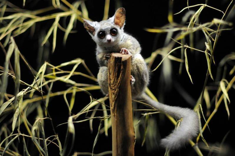 10 Cutest & Most Cuddly Exotic Pets