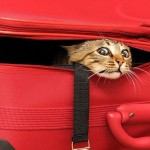 Cats Who Do Not Know How To Play Hide And Seek