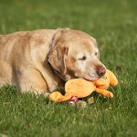 Squeaky Toys That Only Your Dog Can Hear? Yes Please!