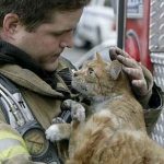 Firefighter Saves Cat’s Life