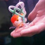 A Lifejacket For A Fish