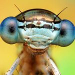 Jigsaw Puzzle: Fly