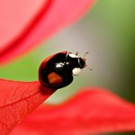 15 Mind Blowing Insect Pictures