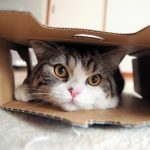 This is Maru, The Most Famous Cat On Youtube